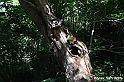 VBS_4830 - Il bosco fatato - Montaldo Roero